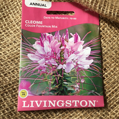 (Seed) Cleome $2.99