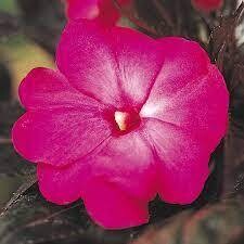 PW New Guinea Impatiens Rose ELECTRIC Rose (quart pot)