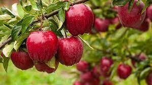 Fruit Tree Apple Red Delicious (5 gallon) $99.99
