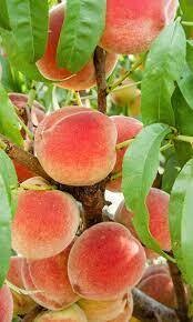 Fruit Tree Peach Harvester (5 gallon) $99.99