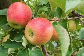 Fruit Tree Apple Jonagold (5 gallon) $99.99