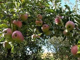 Fruit Tree Apple Northern Spy (5 gallon) $99.99