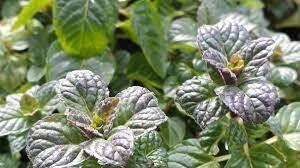 Mint Blackcurrant (3" herb pot)