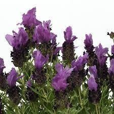 Lavender Bandera Purple (3" herb pot)