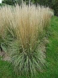 Grass Calamagrostis Avalanche Feather Reed (gallon perennial) $21.99