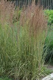 Grass Calamagrostis Eldorado Feather Reed (gallon perennial) $21.99
