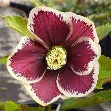 Helleborus Honeymoon Romantic Getaway Lenten Rose (gallon perennial) $31.99