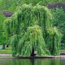 Willow Weeping Green (15 gallon) $199.99