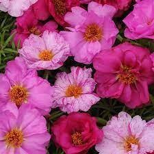 Portulaca Happy Hour Pink Passion Mix (3 pack)