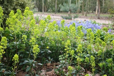 Perennial Euphorbia