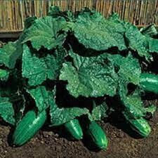 Cucumber Plant Spacemaster (4" vegetable pot)