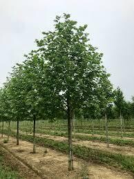 London Planetree Exclamation (25 gallon) $279.99