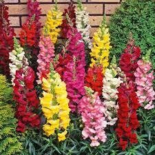 Snapdragon Mix (3 pack)