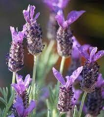 Lavender Purple Ribbon (3" herb pot)