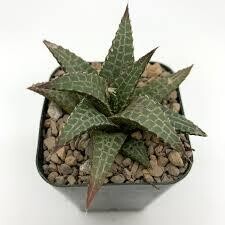 Haworthia tessellata (3 1/2" pot succulent)