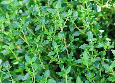 Thyme French (3