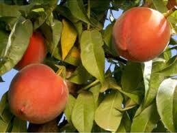 Fruit Tree Peach Fiesta Gem (5 gallon) $99.99