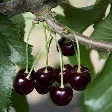 Fruit Tree Cherry Black Tartarian -Sweet (5 gallon) $119.99