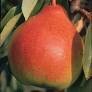 Fruit Tree Pear Moonglow (5 gallon) $99.99