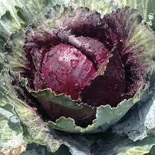 Cabbage Plant Red Acre (3 pack vegetable)