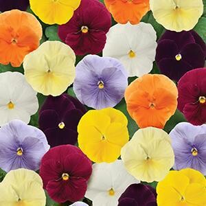 Pansy CLEAR Colors Mix/ Spring Matrix (3 pack)