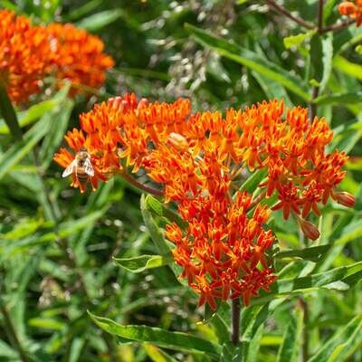 Asclepias tuberosa Butterfly Weed (gallon perennial) $21.99