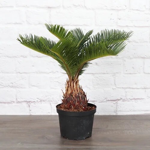 Palm King Sago (4