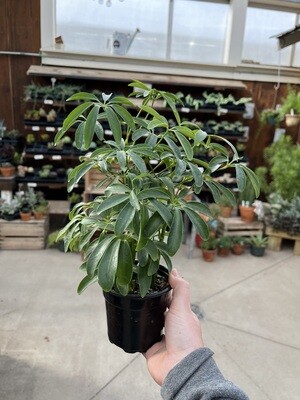 Schefflera Arboricola - Umbrella Plant (4" House Plant) $7.99