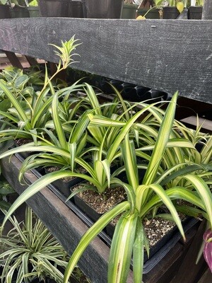 Spider Plant - Grower's Choice (4” House Plant) $7.99