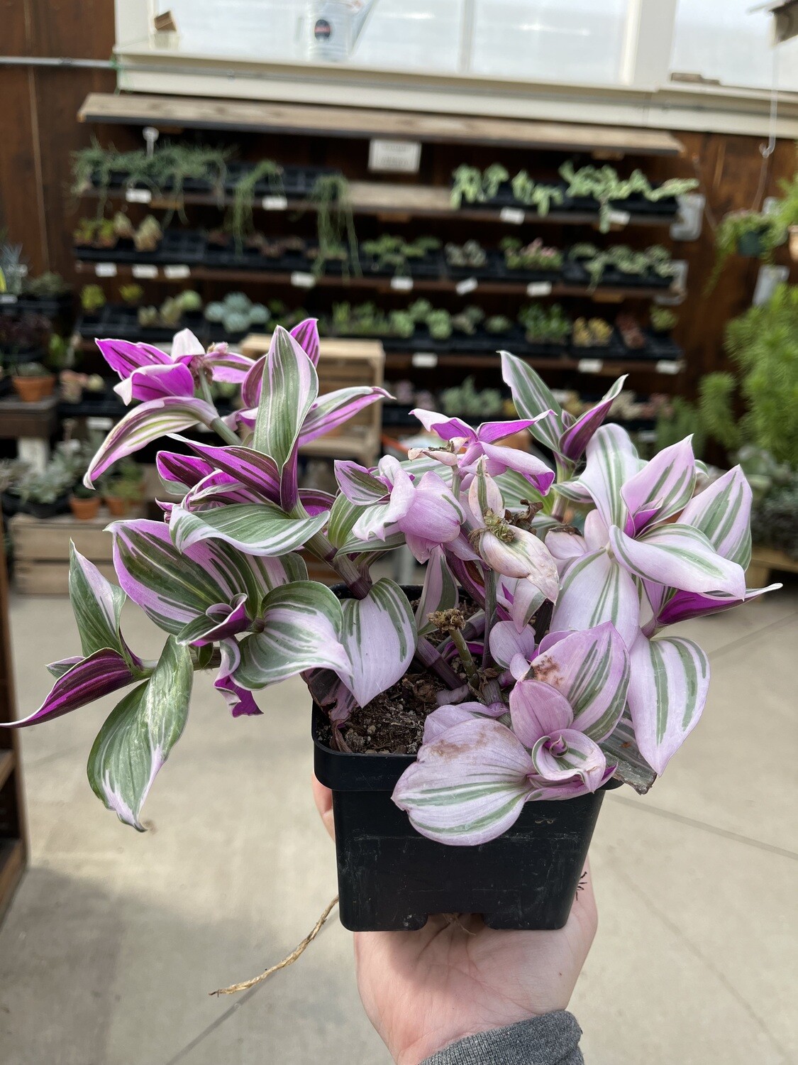 Tradescantia Nanouk (4" pot - House Plant) $9.99