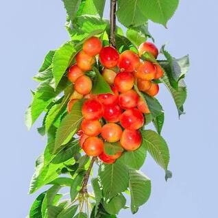 Fruit Tree Cherry Royal Ann-Sweet (5 gallon) $119.99