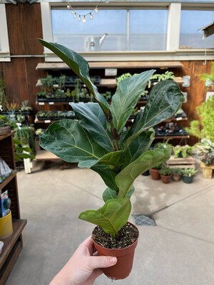 Ficus Fiddle Leaf Fig (4" House Plant) $14.99