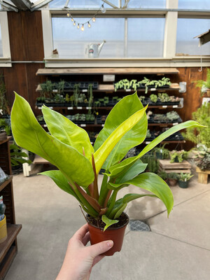 Philodendron Moonlight (4" House Plant) $19.99