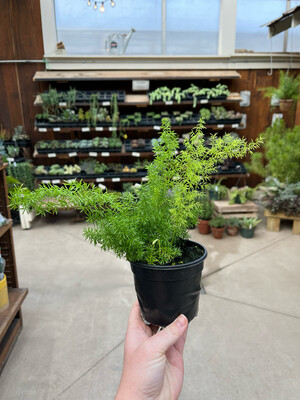 Fern Asparagus (4" House Plant) $9.99