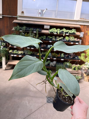 Philodendron Silver Sword (4