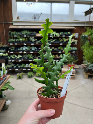 Cactus Zig Zag (4" House Plant) $14.99