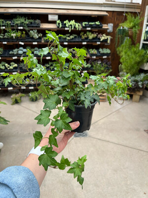 Variegated Ivy (4" House Plant) $7.99