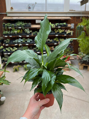 Peace Lily (4" House Plant) $14.99