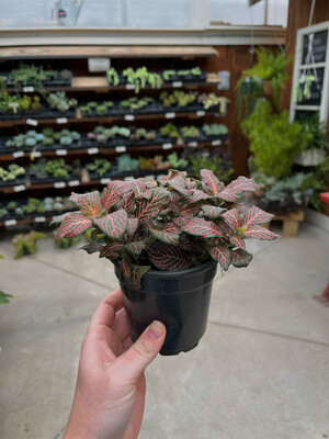 Fittonia Nerve Plant (4" House Plant) $7.99