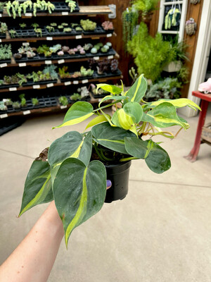 Philodendron Brazil (4" House Plant) $7.99