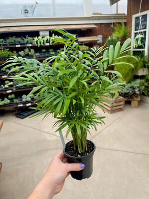 Palm Neantha Bella (4" House Plant) $7.99