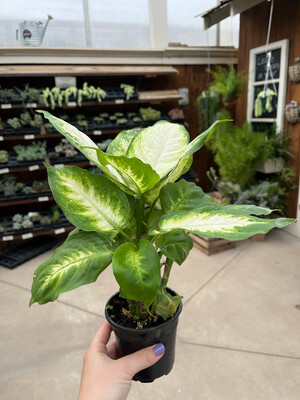 Dieffenbachia Camille (4" House Plant) $7.99