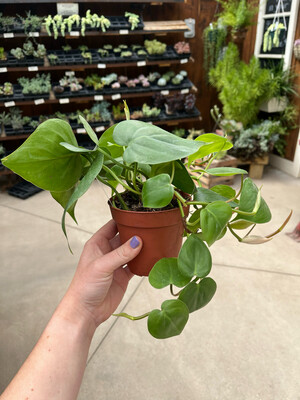 Philodendron Heartleaf (4" House Plant) $7.99