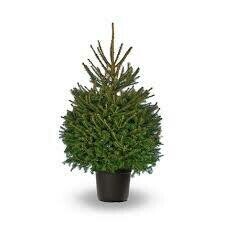 Spruce Norway Picea Abies (5 gallon 2-3') $99.99