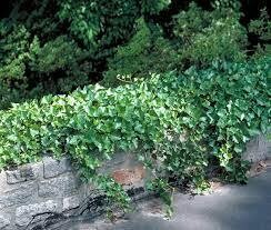 English Ivy (6 pack) ground cover $11.99