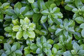 Pachysandra (6 pack) ground cover $11.99