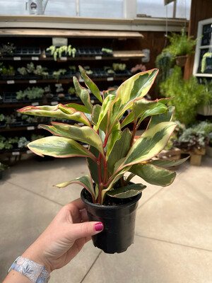 Peperomia Tricolor (4" House Plant) $7.99