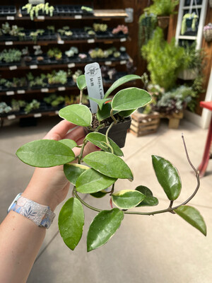Hoya Carnosa (3" House Plant) $4.99
