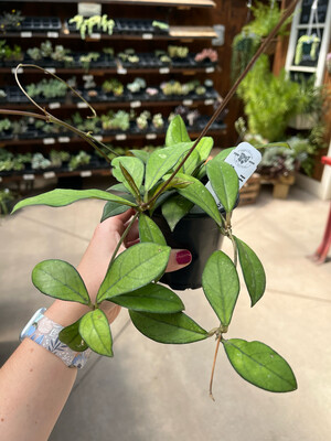 Hoya (4" Assorted House Plant) $19.99