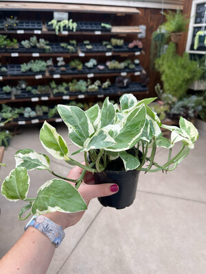 Pothos Pearls and Jade (4" House Plant) $9.99